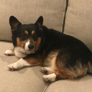 Meet your Posher, Molly